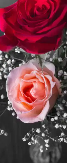 A pink rose and a red rose with baby’s breath, reflecting the peace of Islamic Funeral Services New York.